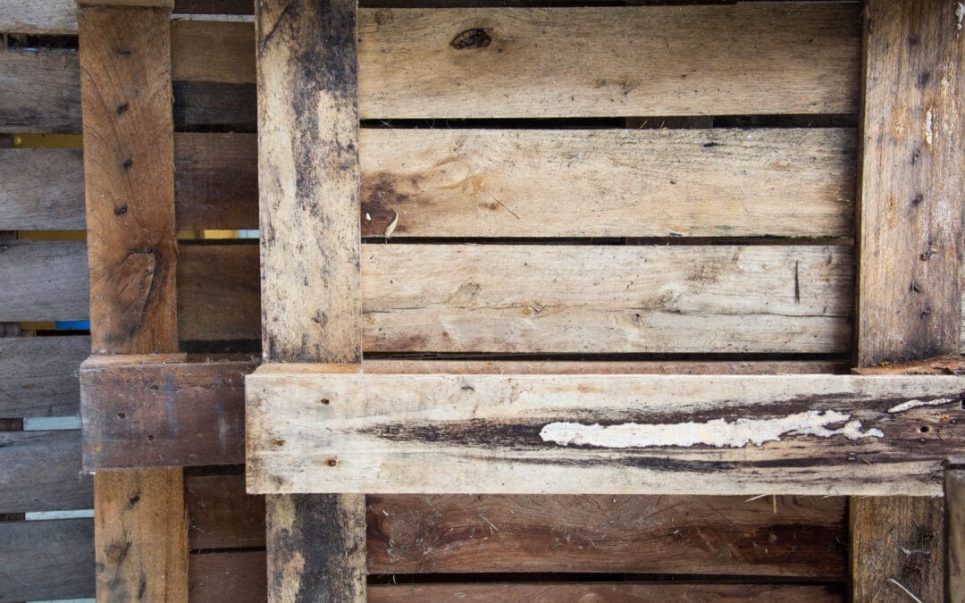 What Storage Mistakes Cause Mould Growth on Wood Pallets and Ruin Your Inventory?